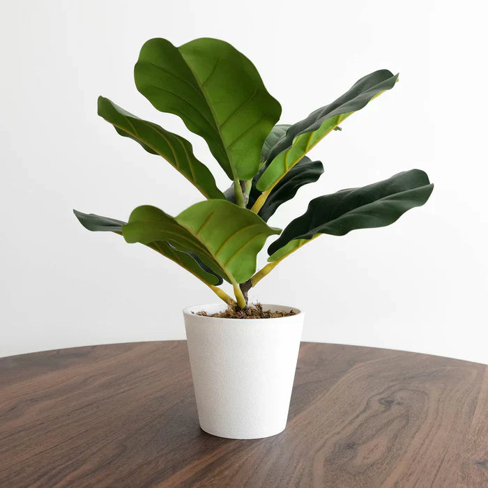 Attractive Fiddle Fig Tree artificial plant in an off-white planter on a brown woodgrain table from Great Kitchens & Appliances