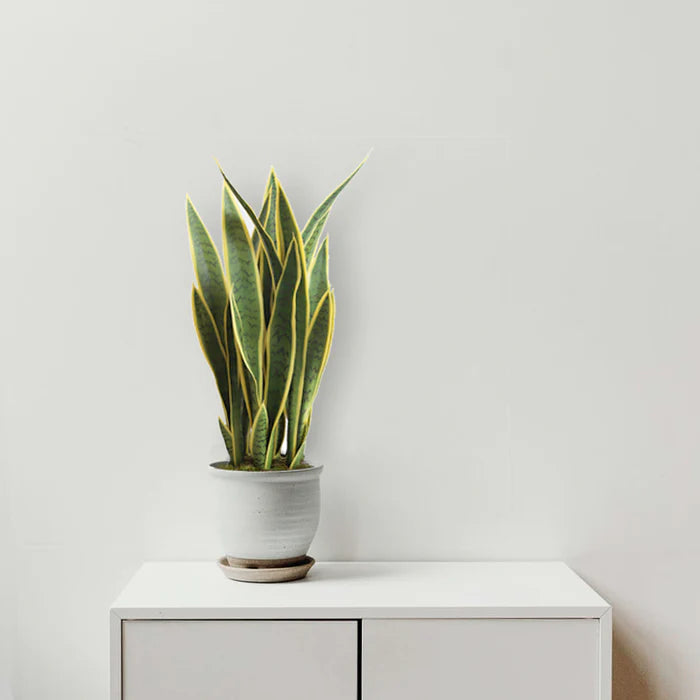 Sansevieria Plant, 36.43" H - KD1919