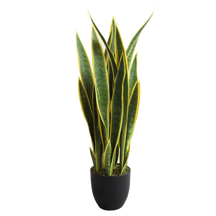 Sansevieria Plant, 36.43" H - KD1919