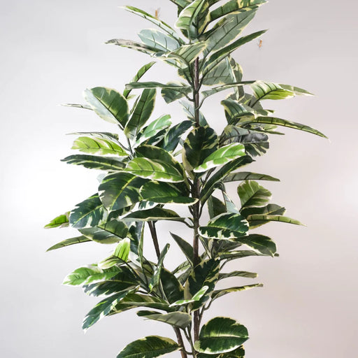 Ficus Lyrata Tree - NAL20-8024-1: A lush indoor plant with large, fiddle-shaped leaves.