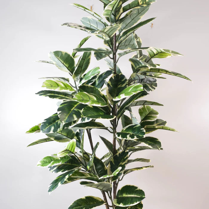 Ficus Lyrata Tree - NAL20-8024-1