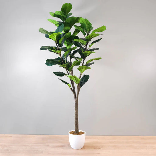 fiddle leaf fig tree canada Fiddle Leaf Fig Tree