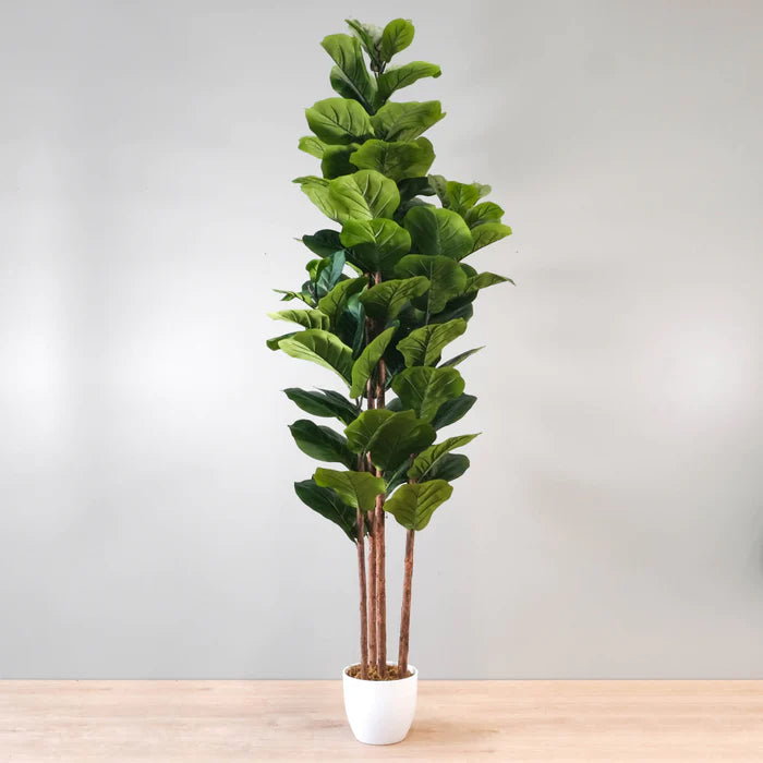 Fiddle Leaf Fig Tree with 4 stems, product code NAL21-3217-1.