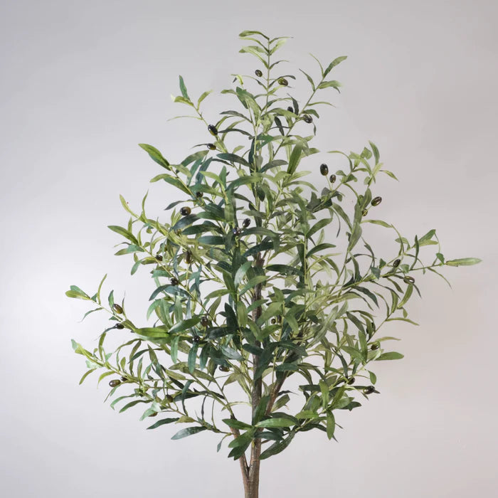 Image of Kalamata Olive Tree - NAL22-0913-1, a healthy and vibrant tree with dark green leaves and olives.