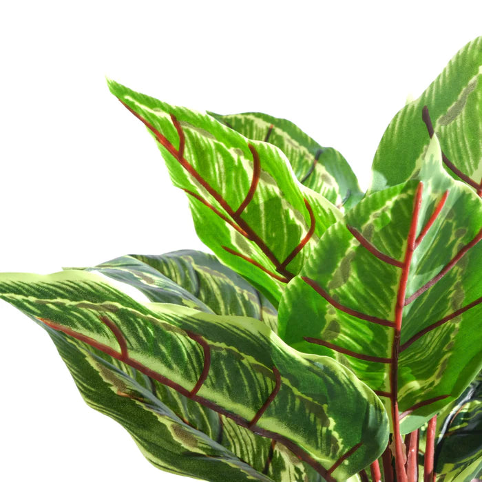 [Coming Soon] Artificial Calathea Veitchaine, 14.9" - NAL22-1014