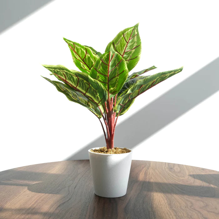 [Coming Soon] Artificial Calathea Veitchaine, 14.9" - NAL22-1014